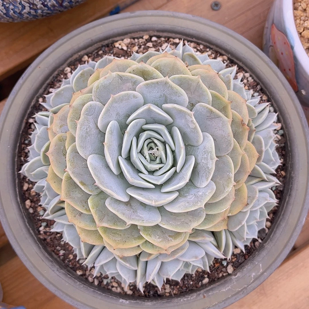 韩版劳拉捧花多肉