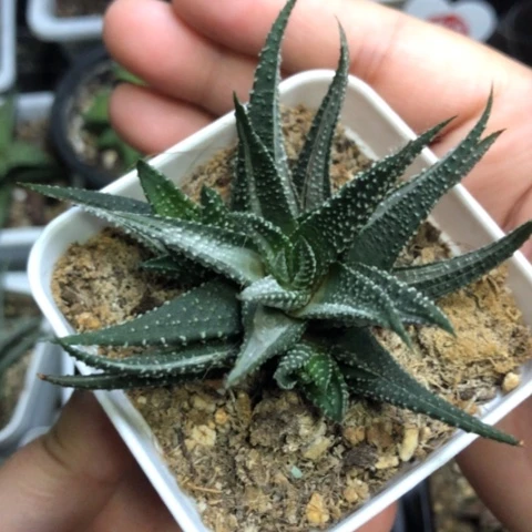 银鹤锦花锦带盆发货