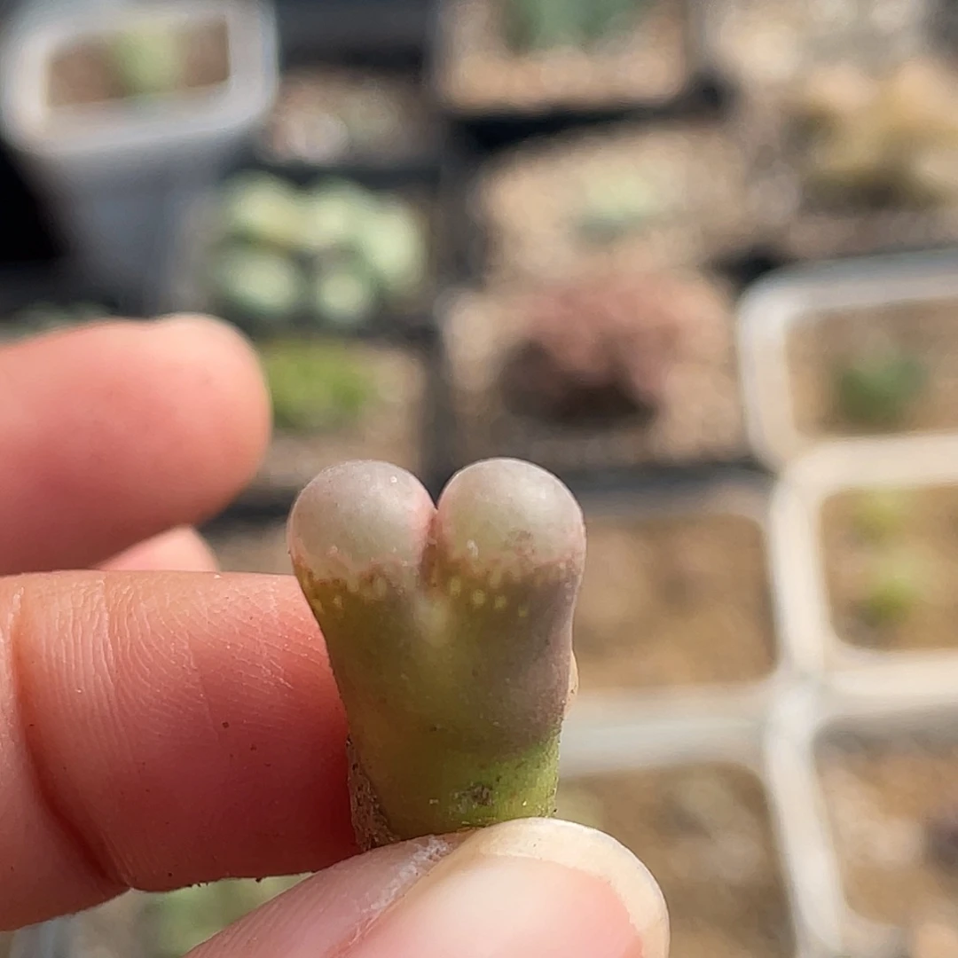 15-45风铃多肉植物