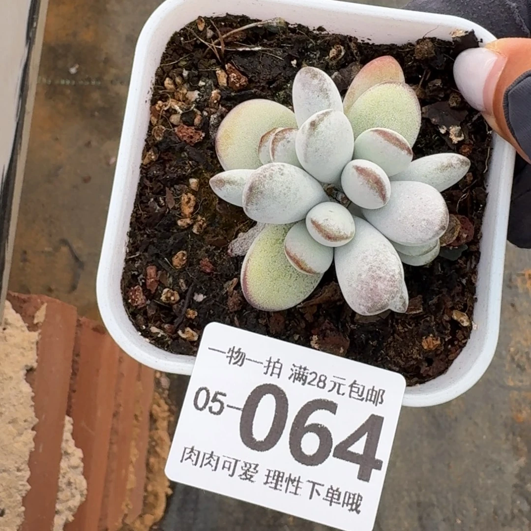 乒乓福娘无盆土发货