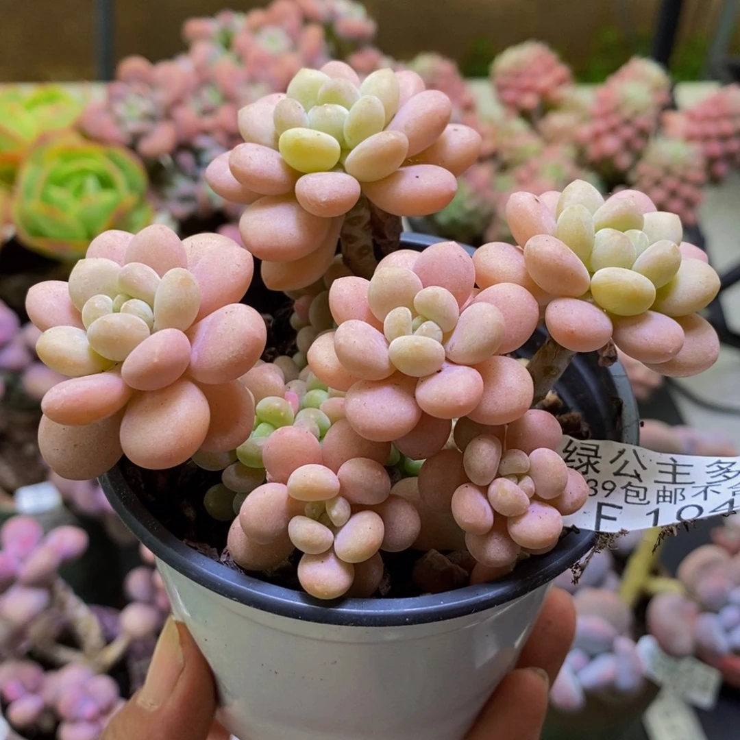 104洛可可8cm多肉