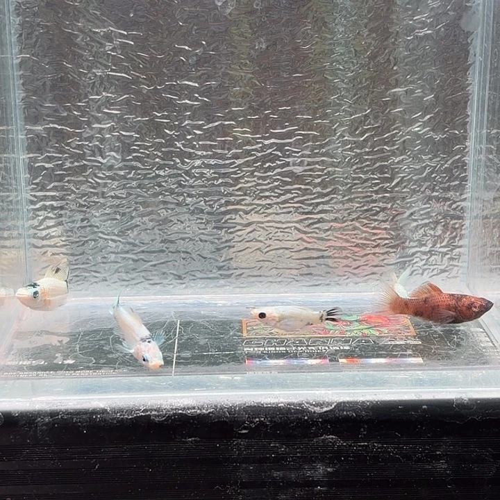 孔雀鱼玛丽鱼五条