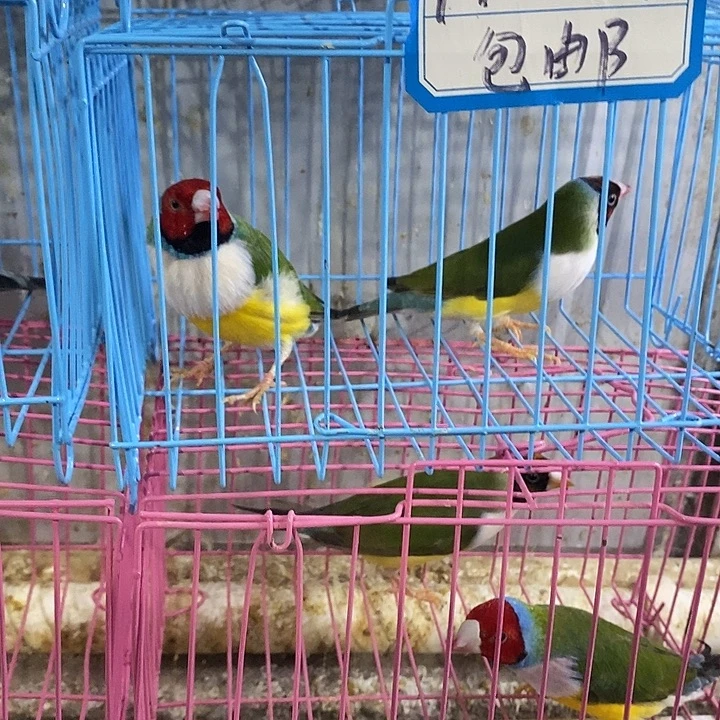 哈***哈文鸟红头高彩一对包活到家收到货拍开箱