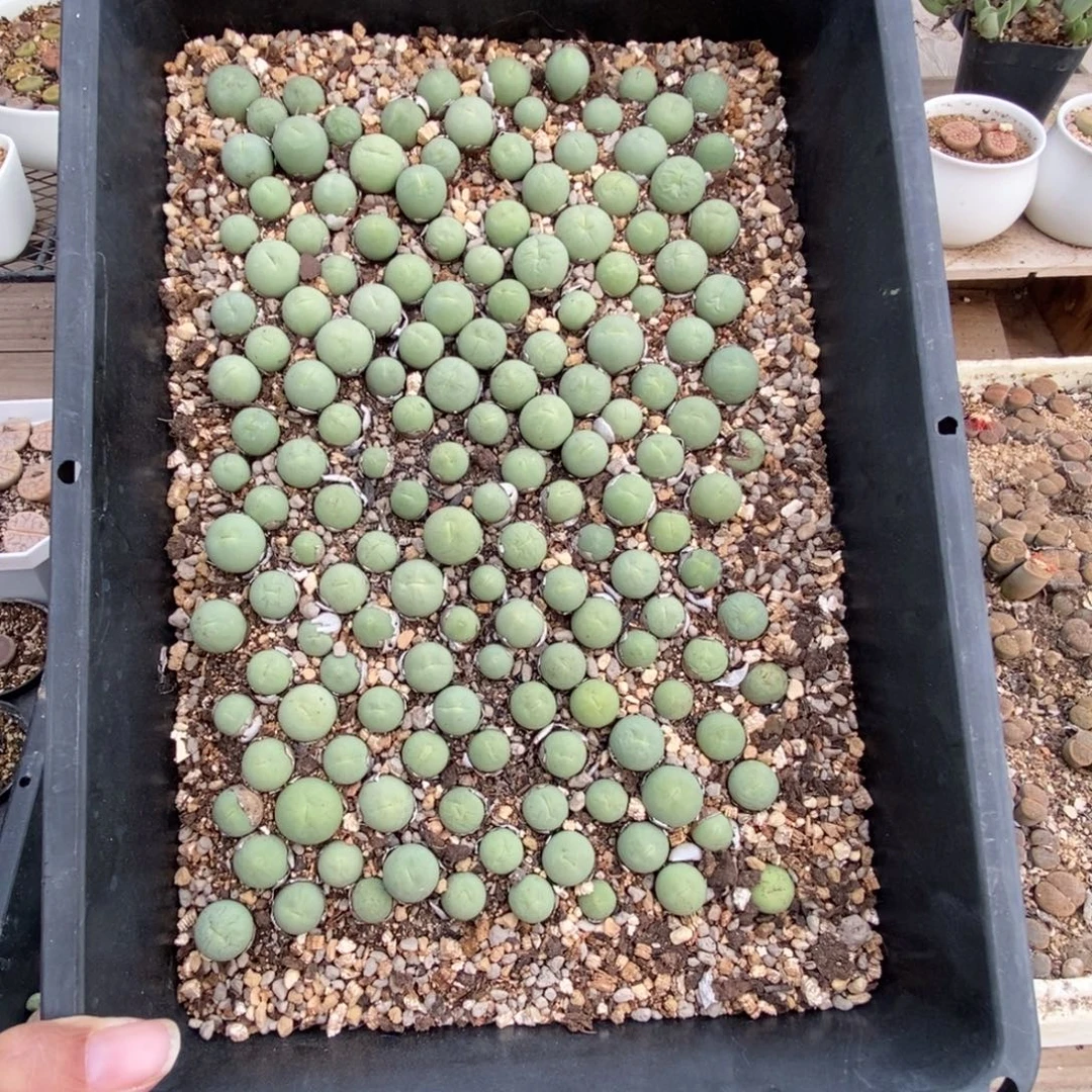 鸽子蛋一筐带盆土