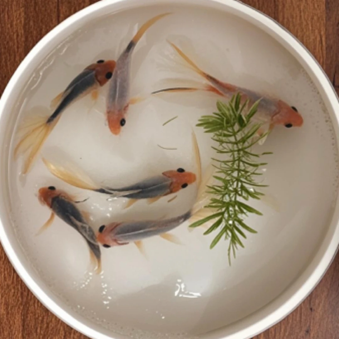 【精品水墨鹦鹉】保17尾5-7公分 颜色随机混搭 全国包邮包损