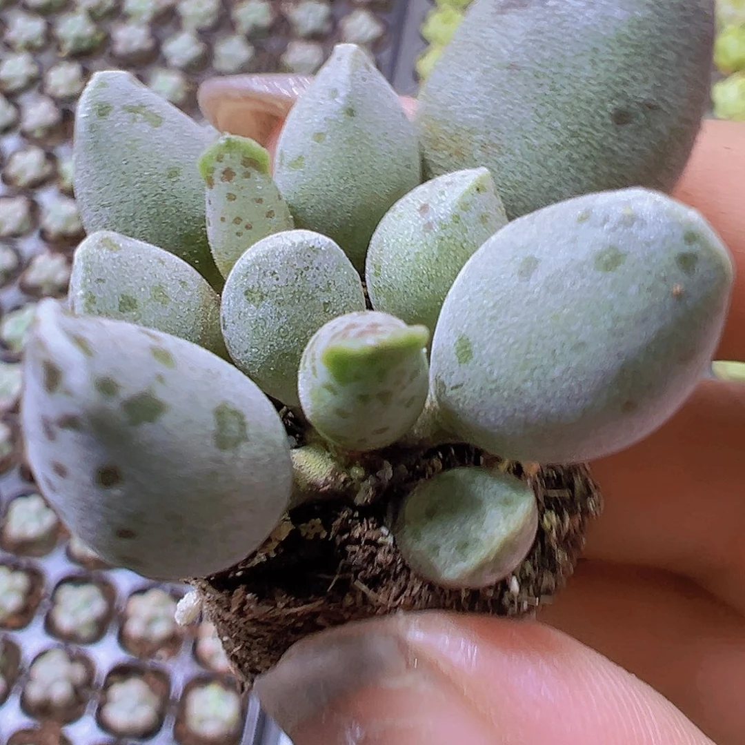 小海豹3个19包邮多肉