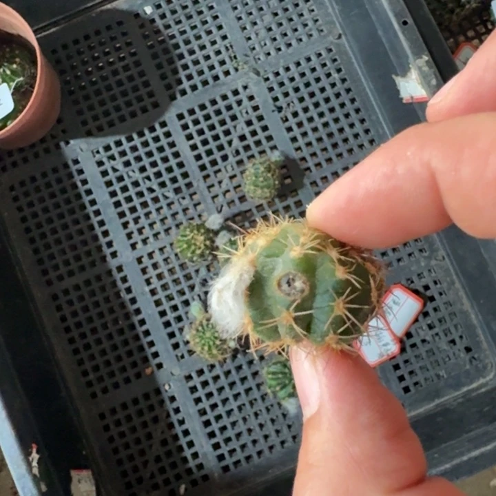 229丽花黄水晶虫咬歪2到3公分左右无根侧牙软瘦