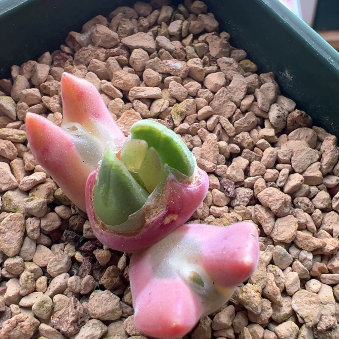 946。青蛙优选粉紫体小妖姬大眼空蝉。尖尖猫耳