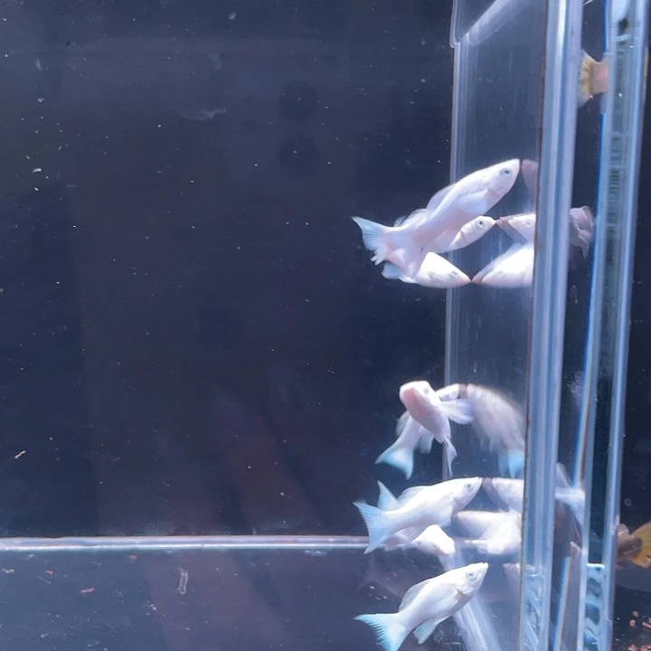 孔雀鱼精品瓷白苗6条