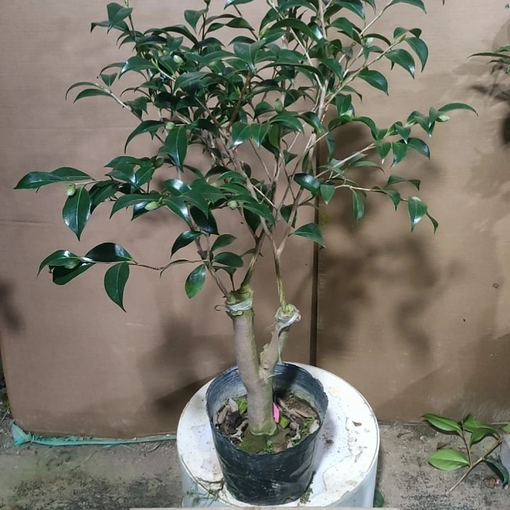 359红卜半，原盆原土发货，不包邮