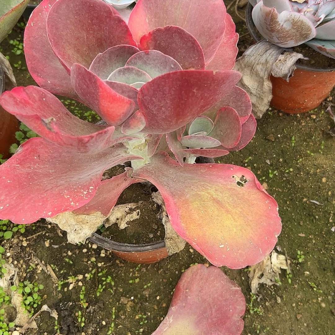 多肉植物下播福利