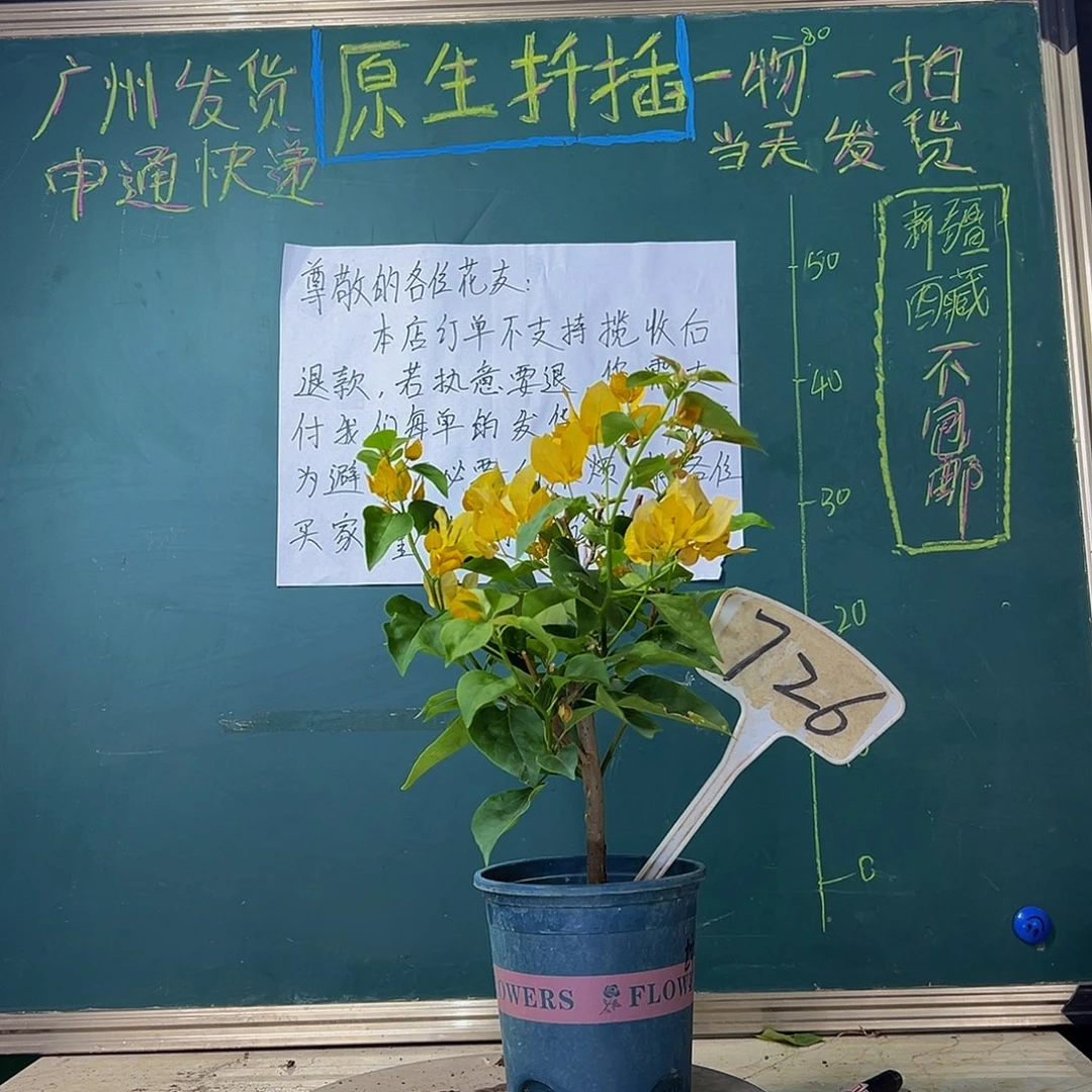 当前无花栽培后可以开花柠檬黄726