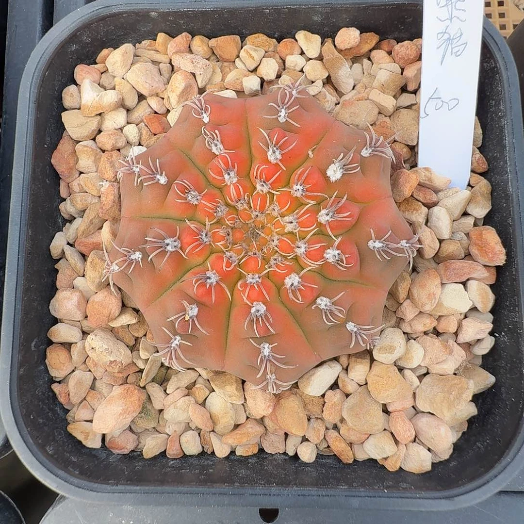 熊***人补差价花花花花发一颗