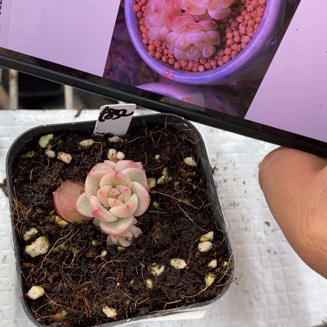 标签92甜心832一个多肉