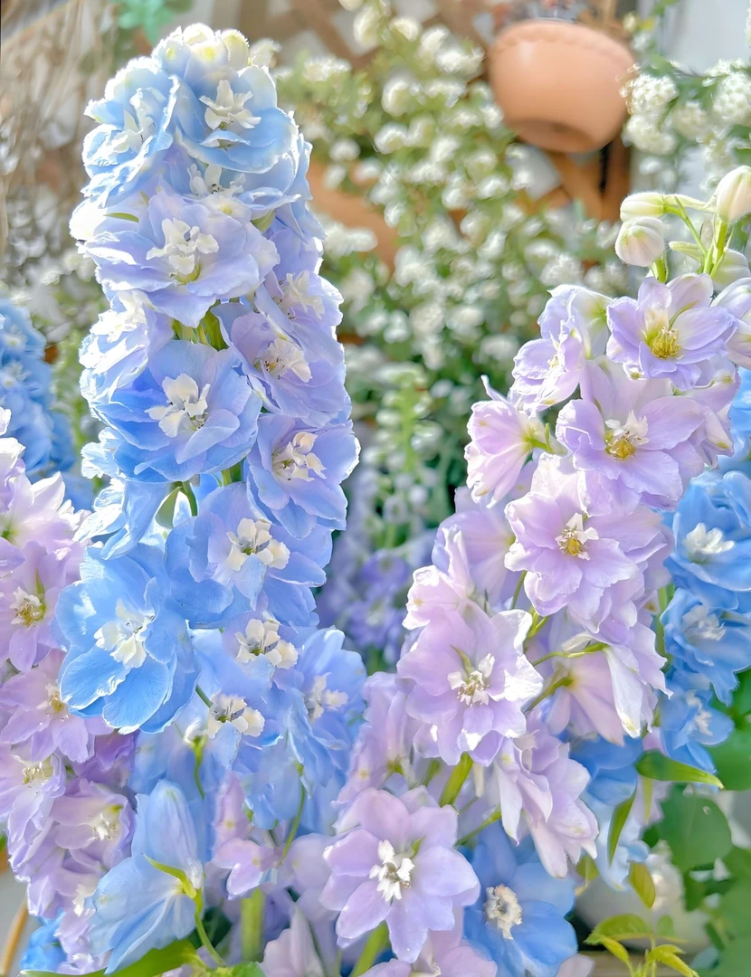 【基地直发】丨高品质大飞燕丨斗南直发丨鲜切花丨云南昆明斗南直发