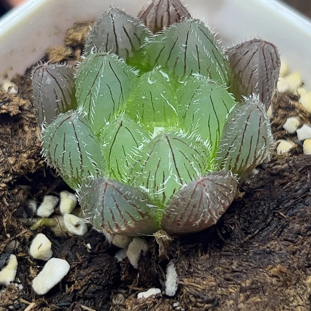 实生毛玉露十二卷多肉植物