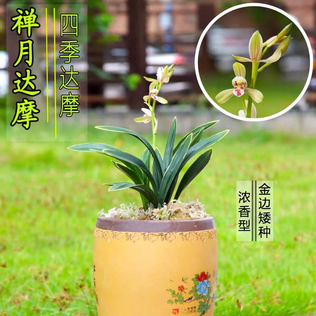 建兰四季禅月达摩矮种金边兰花浓香绿植室内盆栽好养易成活