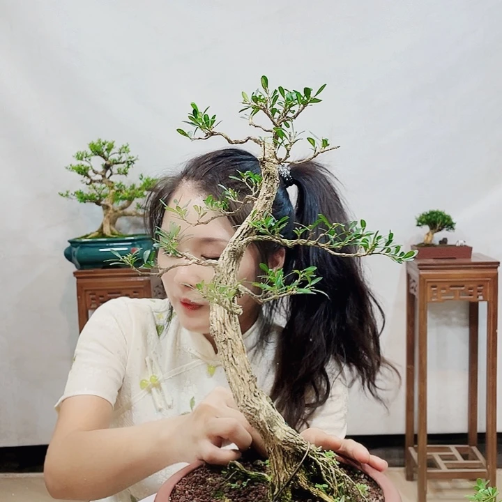 无花朵驰*皱皮雀舌黄杨盆景