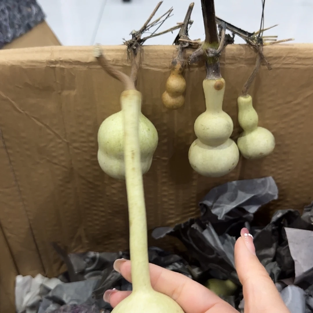 熠***辉葫芦考虑考虑龙昆南