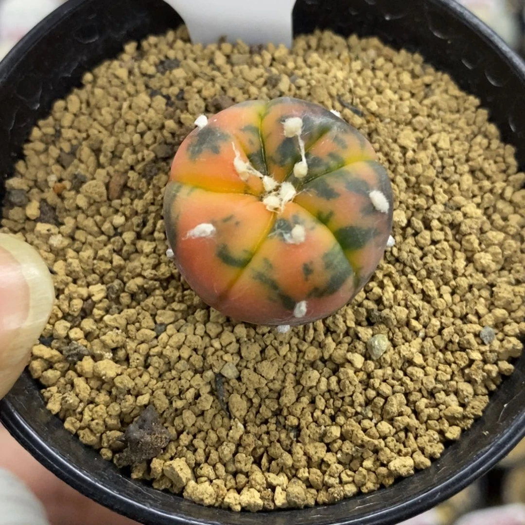 1082五愣增七愣兜锦