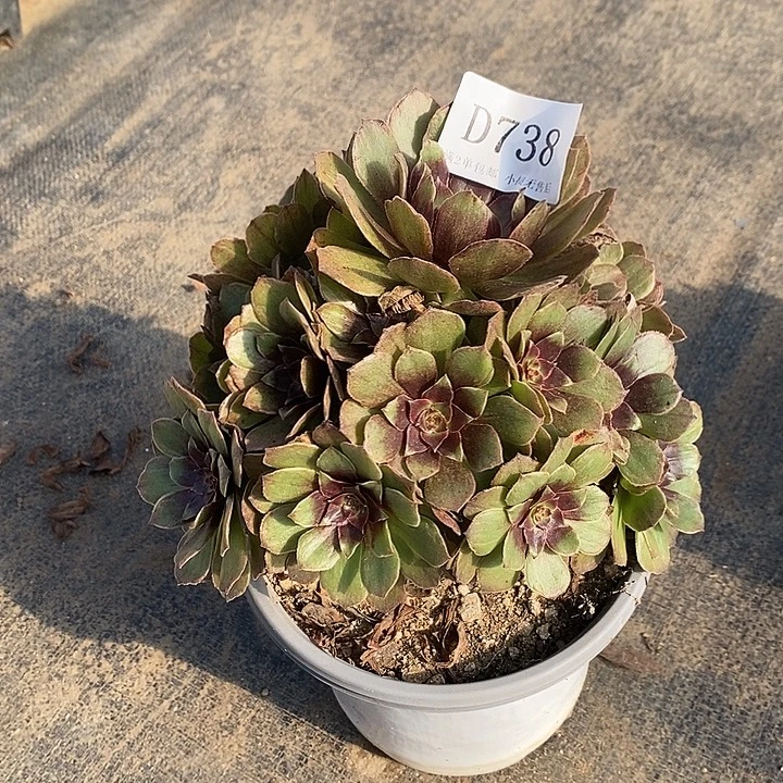 738红丝绒多肉植物