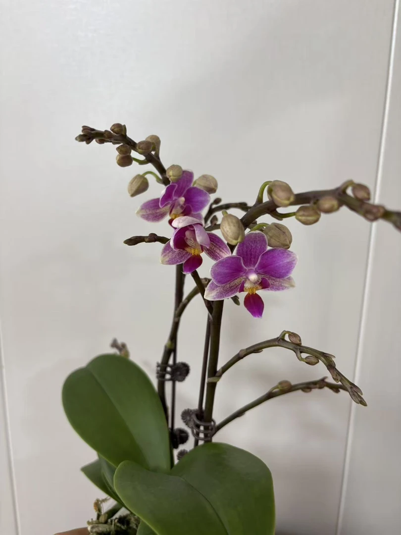 蝴蝶兰 香格里拉 2.8寸杯 双花剑 带花带花苞