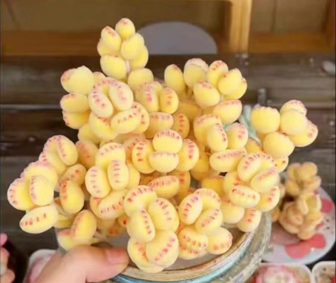 AA级可爱熊多肉植物 （轻微掉叶）