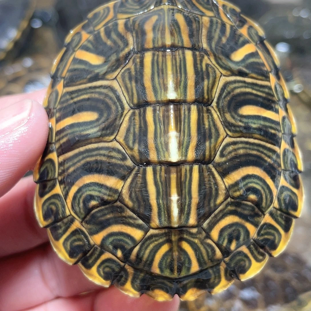 宠物龟不分公母7.0