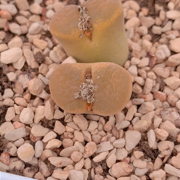 14555555555565665565665