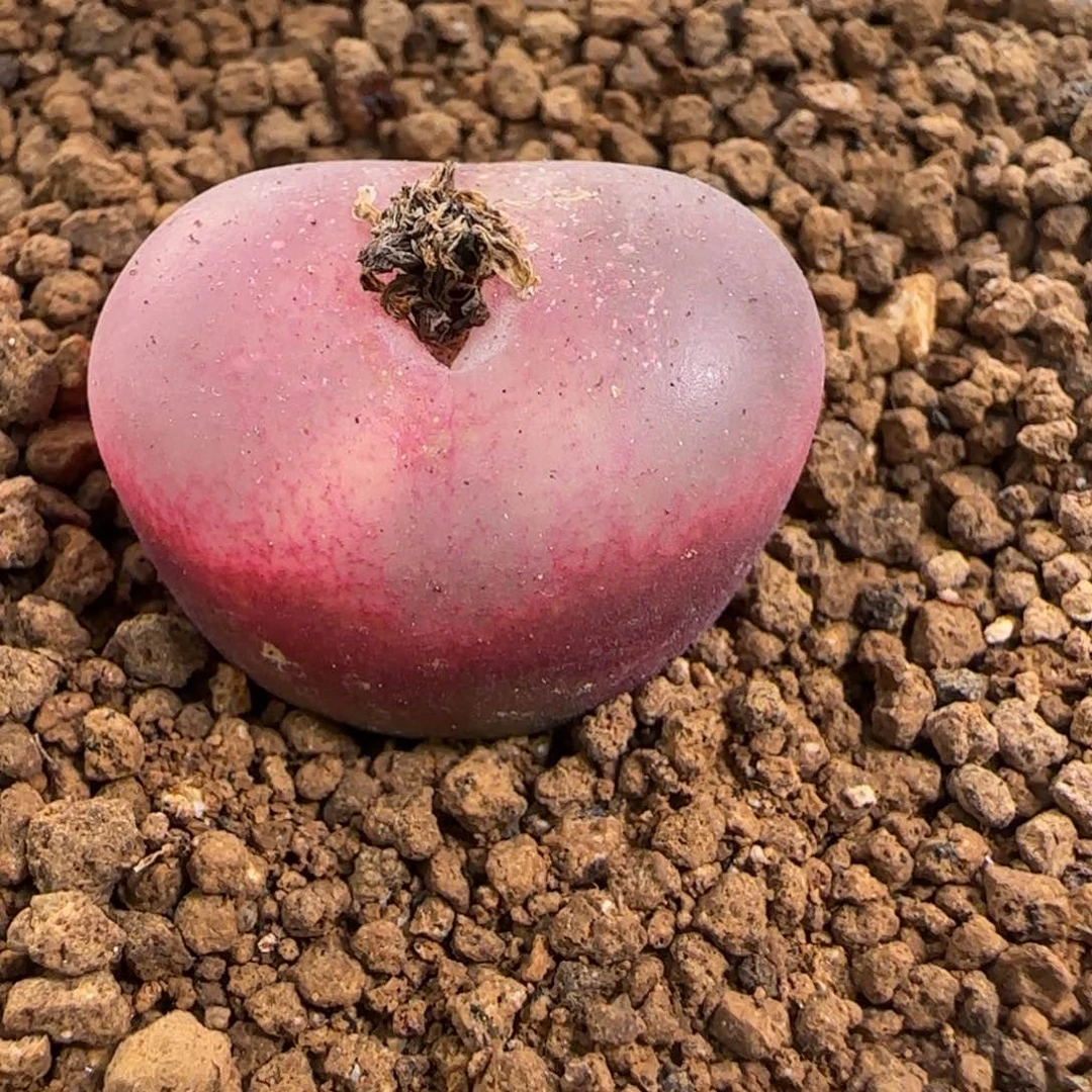 路*20-338p p p p p p p p