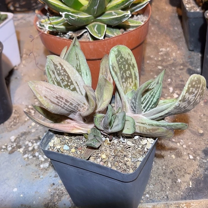 无花朵卧牛一物一拍下单包邮