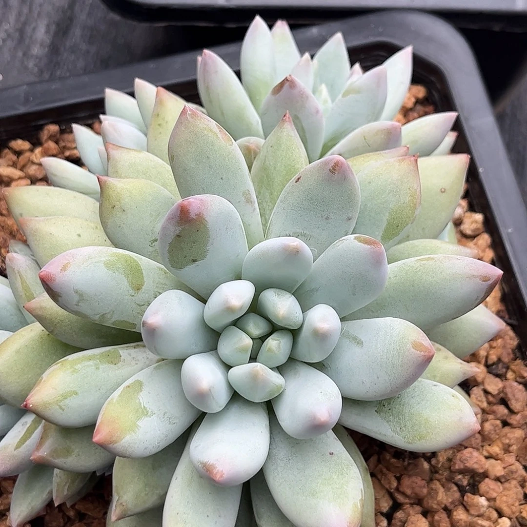 美人多肉植物00000