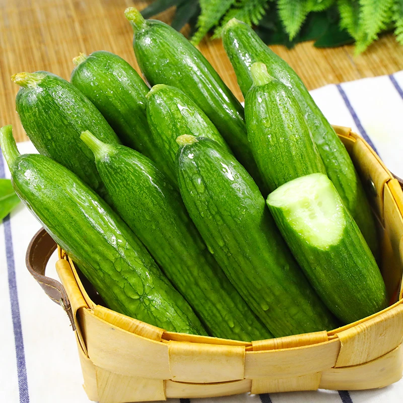 山东新鲜水果小黄瓜生吃即食脆嫩无刺3斤4.5斤现摘小黄瓜