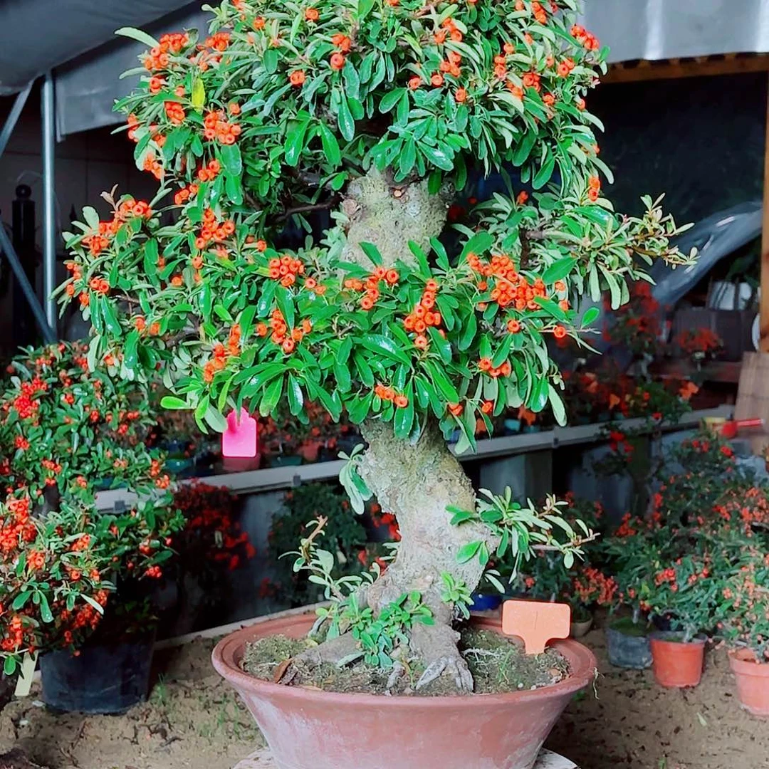 用***6无花朵火棘吉祥果大盆栽