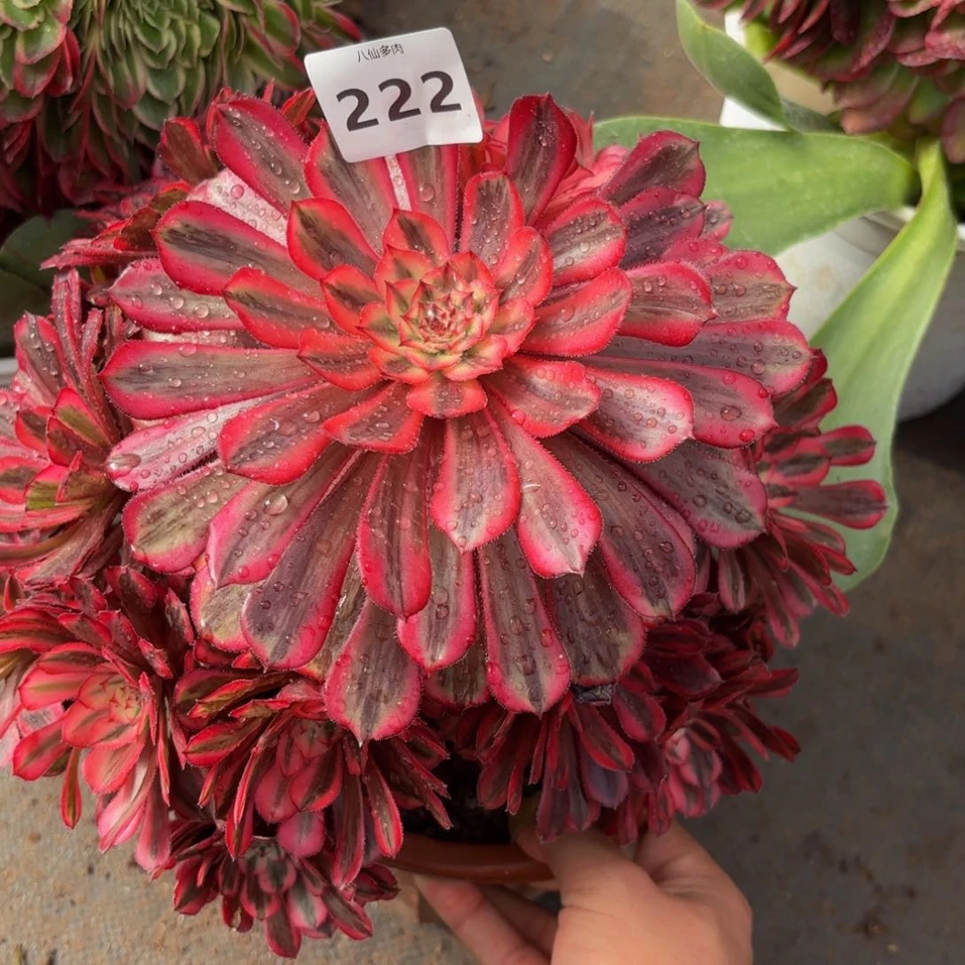 222多肉植物白月光