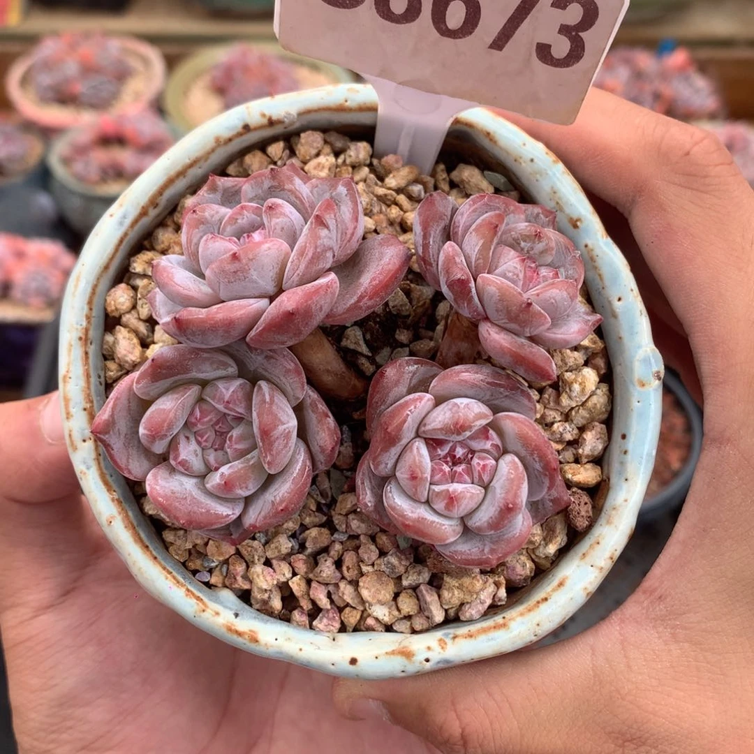 S3673 星影老桩飘枝 有摘 8cm