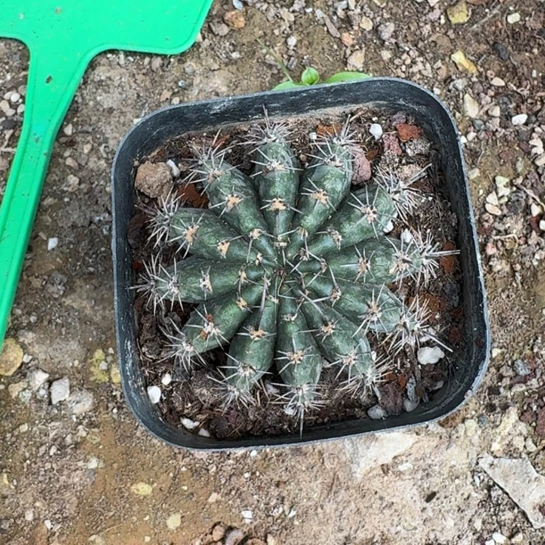 跟***虫夏沫仙人球一颗，开花美