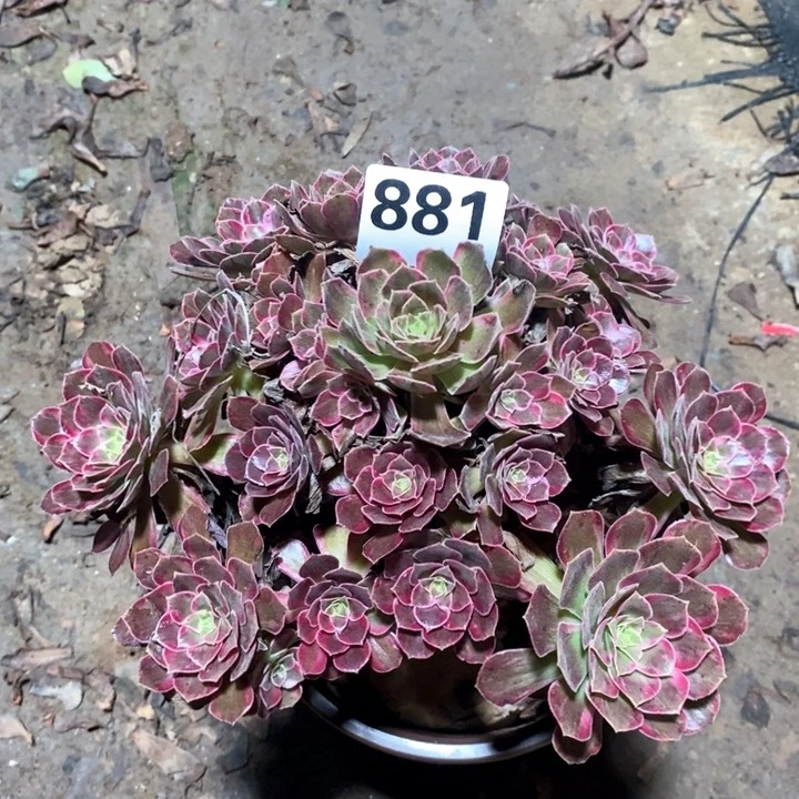 法师一物一拍881