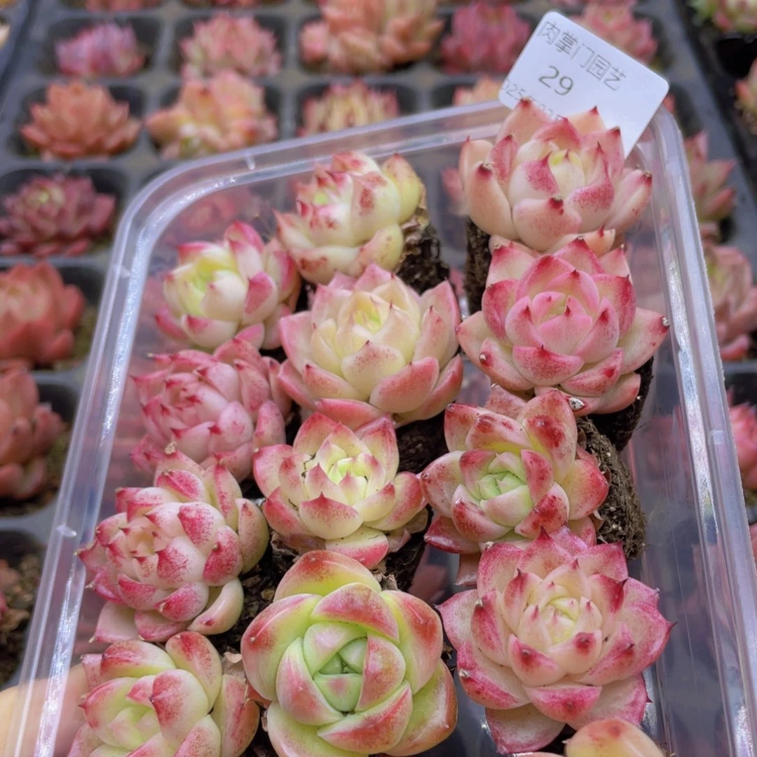 开心快乐幸福029