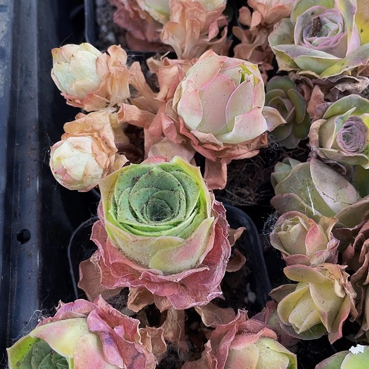 群大怕群3.8带盆土发