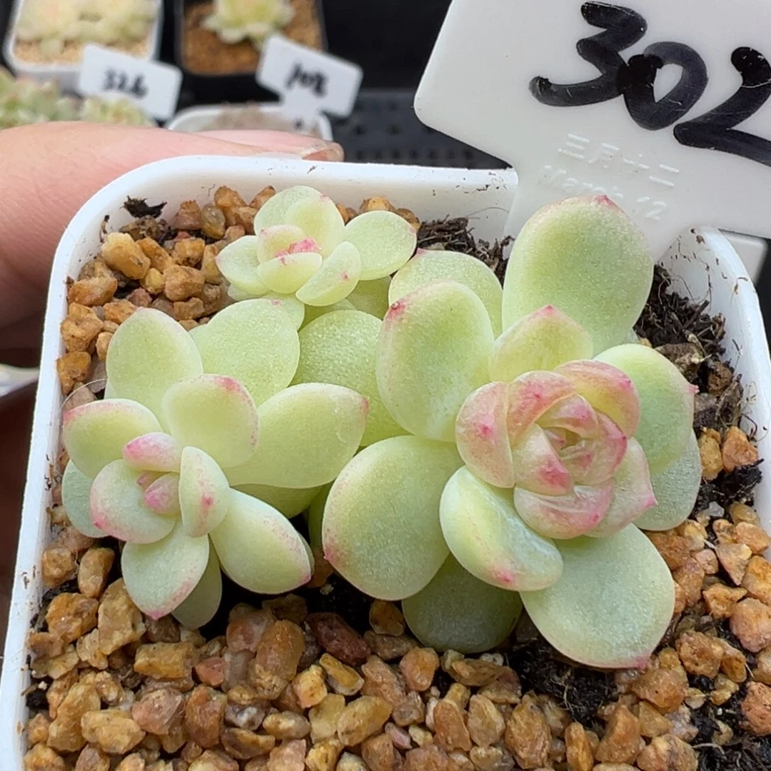 302号希米鹿 晗雨