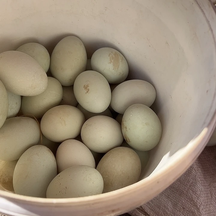 云南农家散养鸭蛋20枚