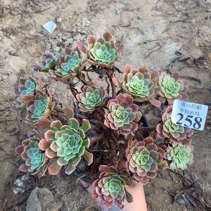 258铜玫瑰锦绣球2号