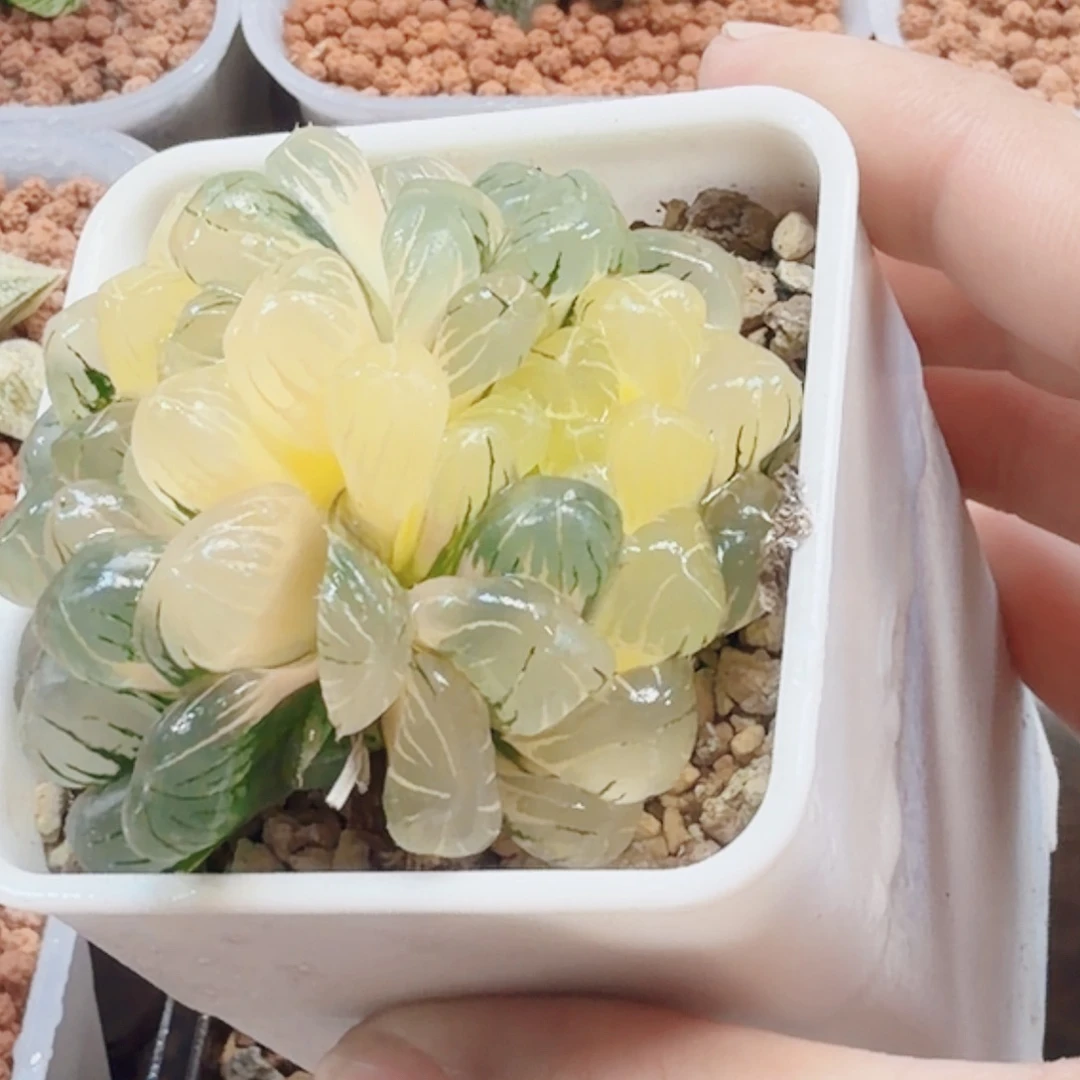 十二卷实生冰灯锦福利