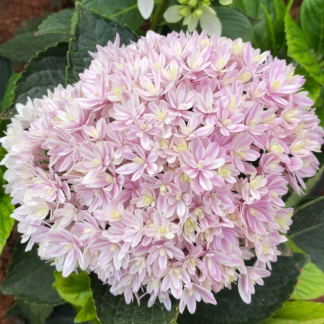 绣球一物一拍3支起包邮，108短