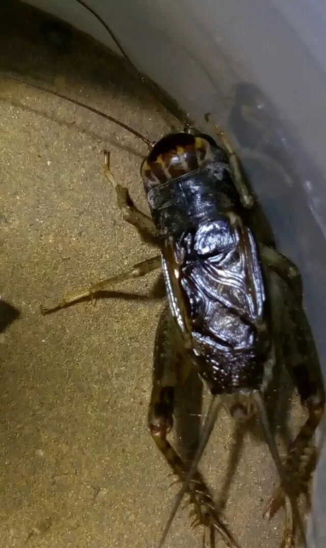 山东蟋蟀蛐蛐仿秋蟋蟀蛐蛐优质高仿秋白虫