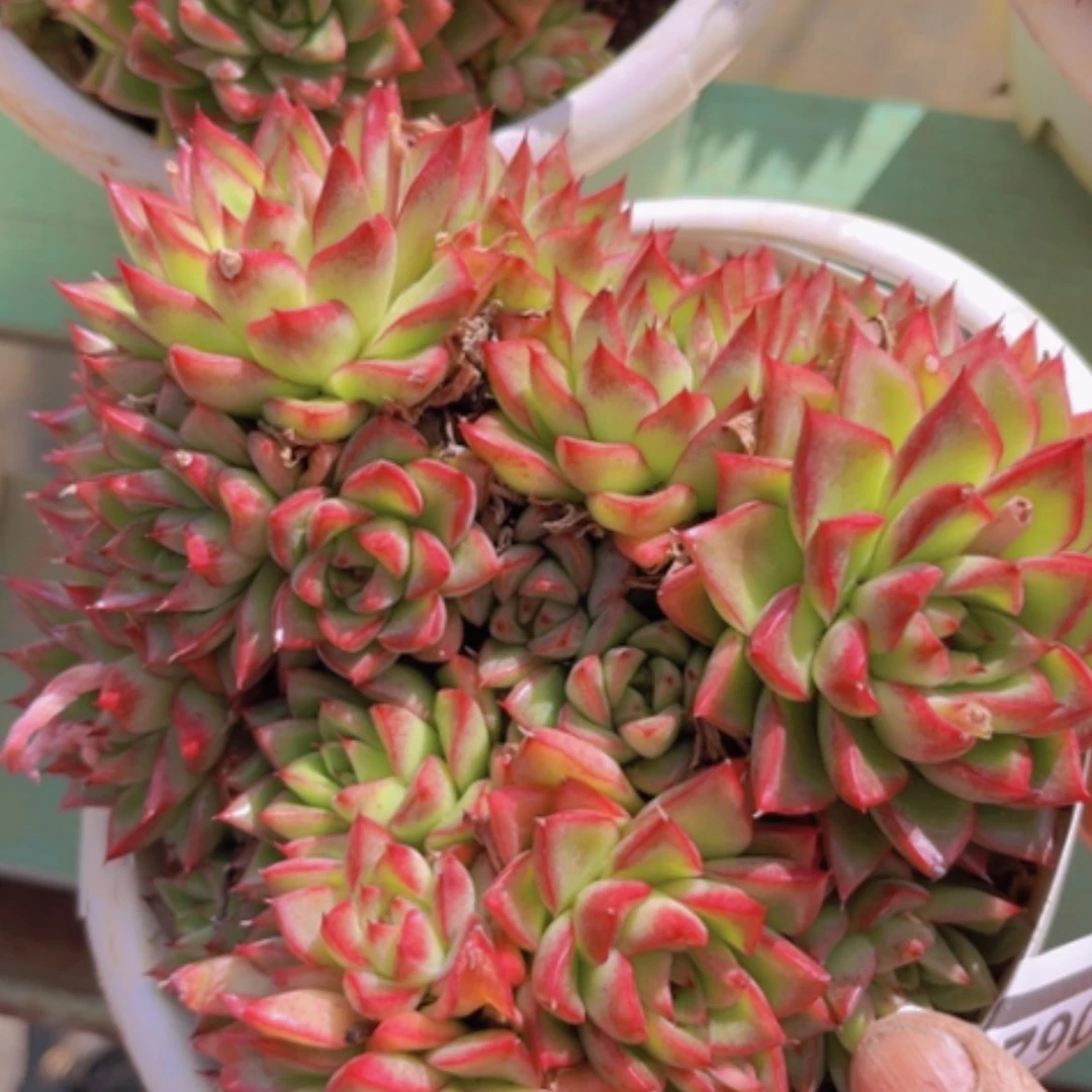 【闪购商品】梦幻女王06268