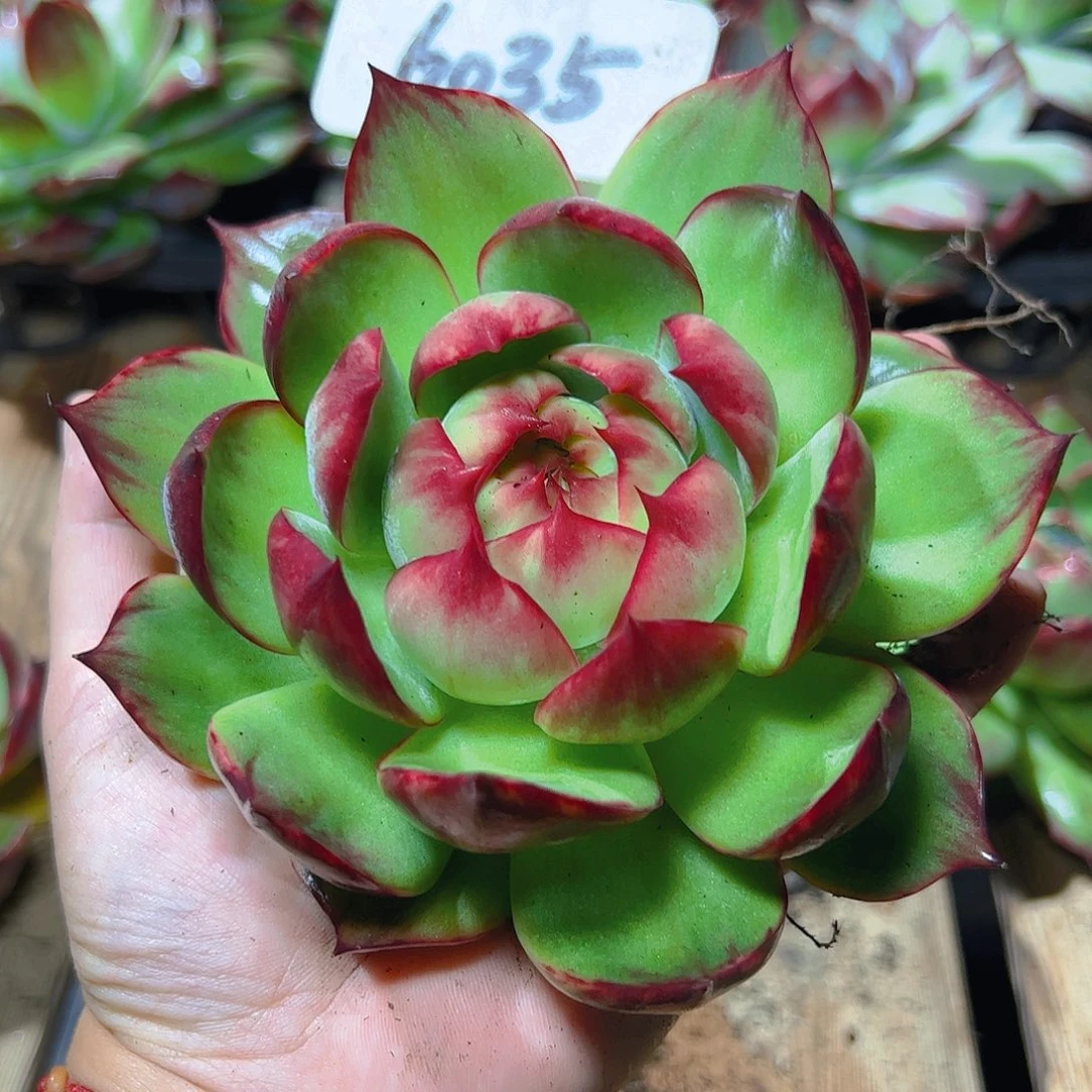 糊***范惊鸿仙子一物一拍6035号