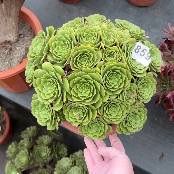 骐***狼多肉葡萄干等多种859