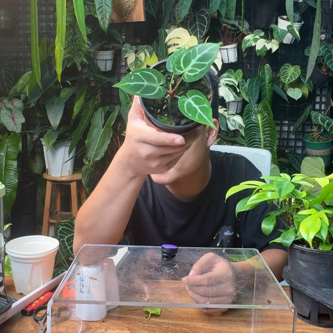 ✧***你无花朵一物一拍F35